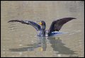 _3SB5059 double breasted cormorant
